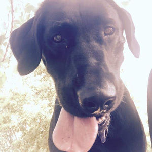 Meet your Posher, Ian